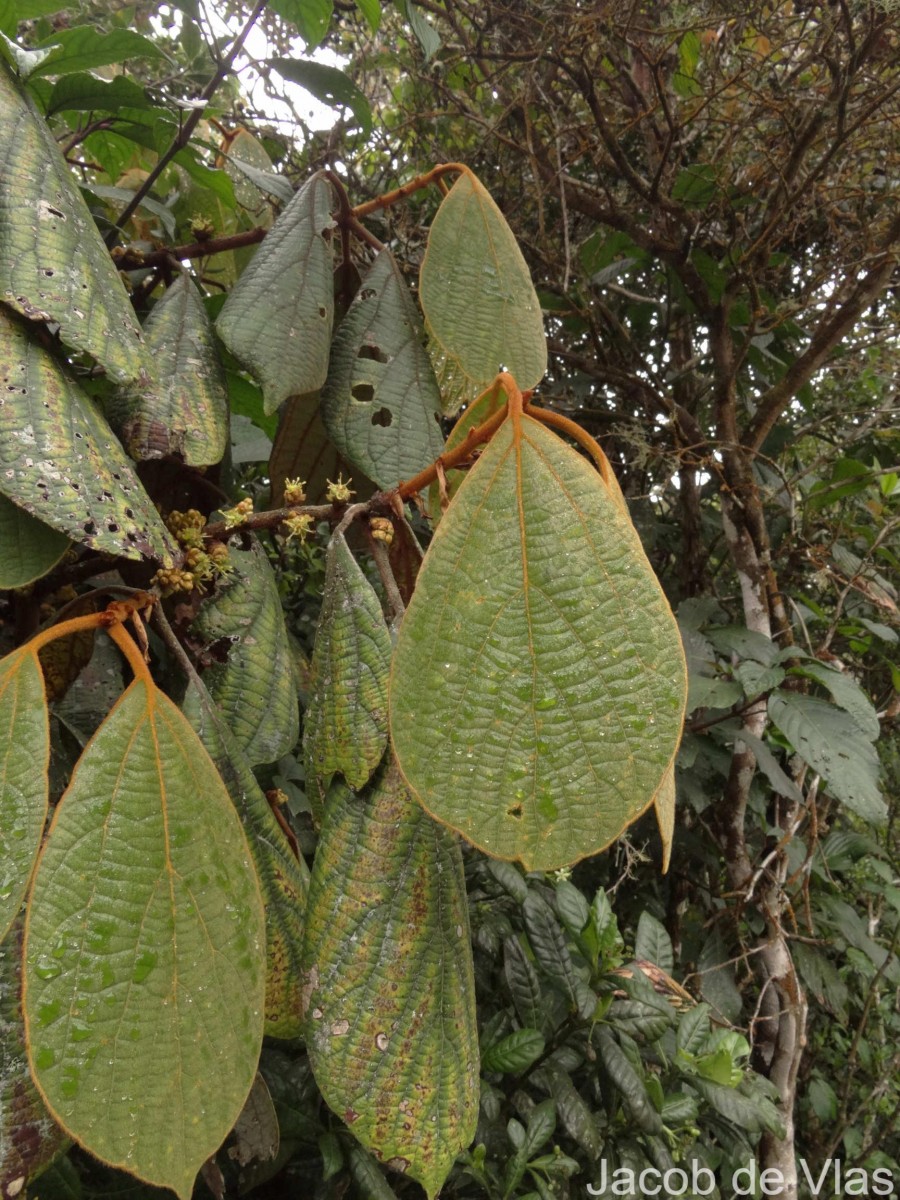 Actinodaphne speciosa Nees